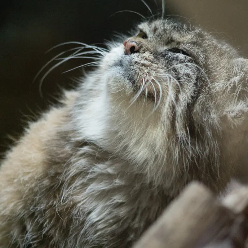 A photograph of Primula in Ueno Zoological Gardens