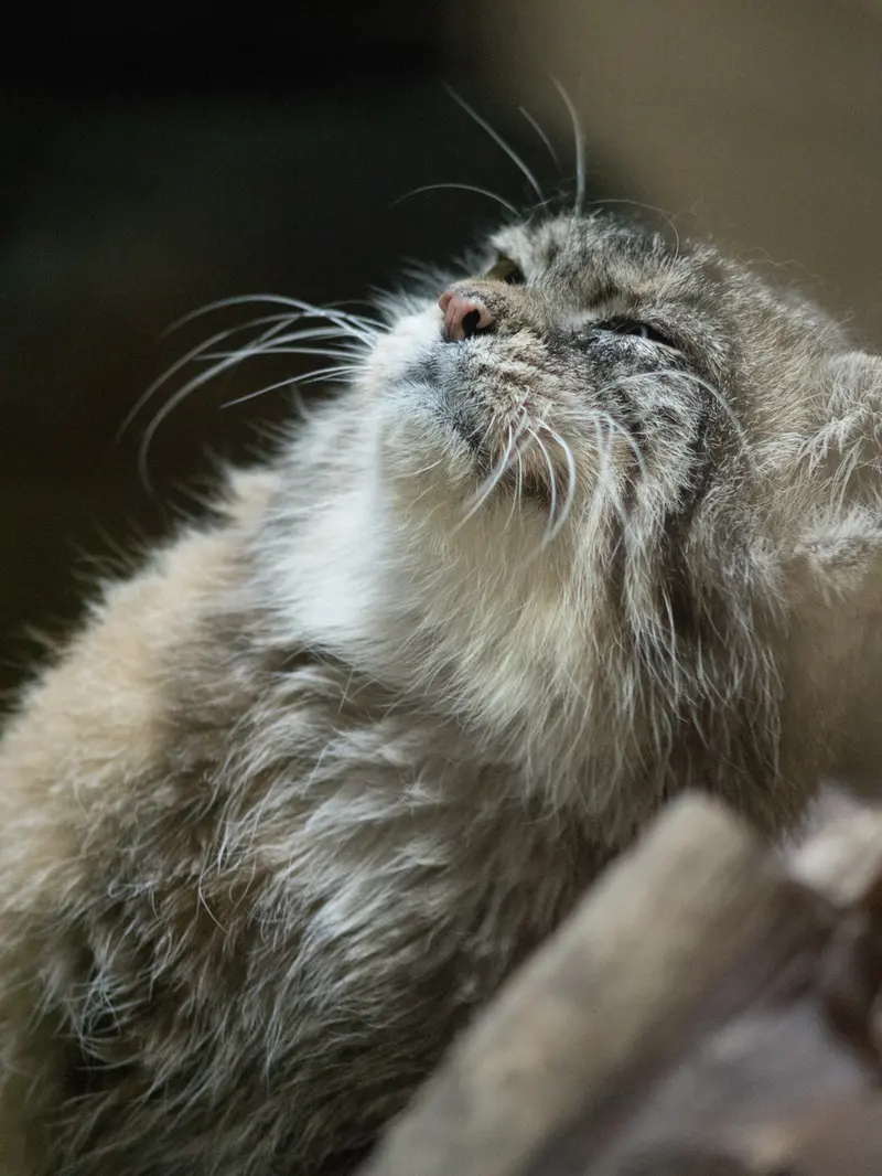 A photograph of Primula in Ueno Zoological Gardens