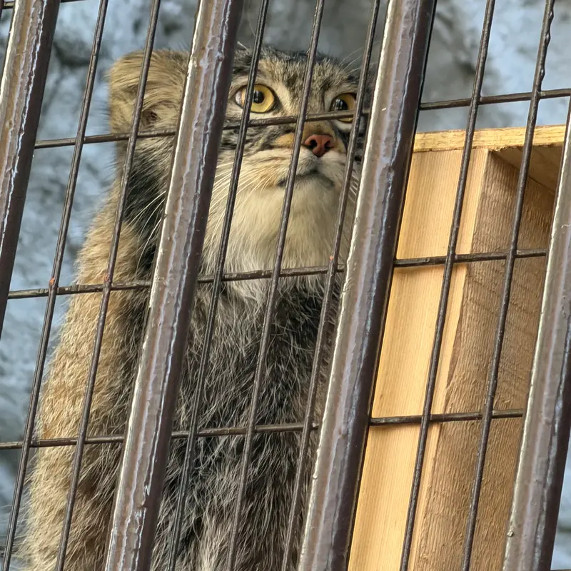 A photograph of Figa in Nogeyama Zoo