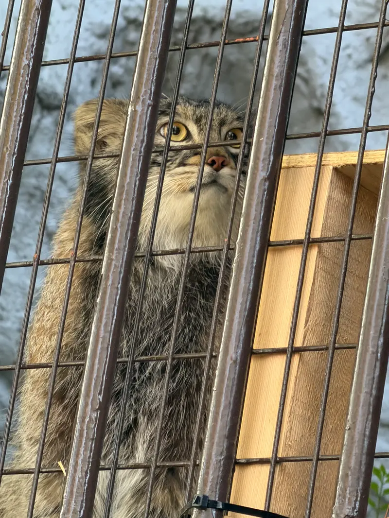 A photograph of Figa in Nogeyama Zoo