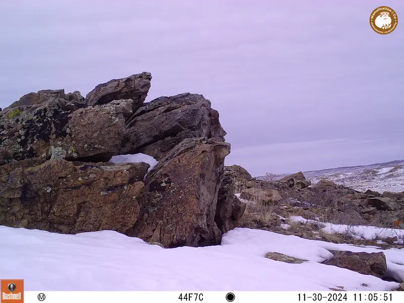 A photograph of a Pallas&#039;s cat from Karashoky camera trap