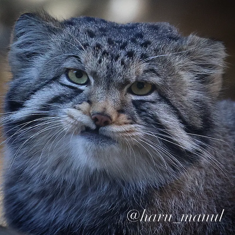 A photograph of Nagomu in Nasu Animal Kingdom