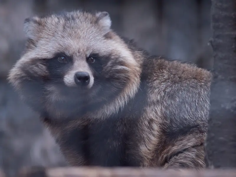 A photograph of a Pallas's cat