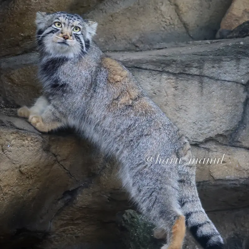 A photograph of Nagomu in Nasu Animal Kingdom