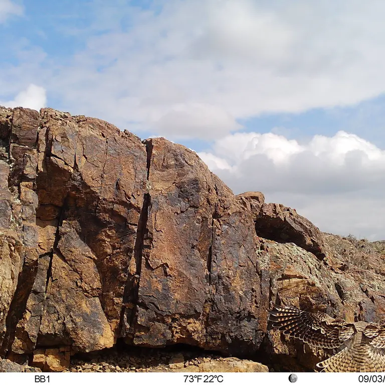 A photograph of Lesser kestrel from Aktas-Kunkora [new] camera trap