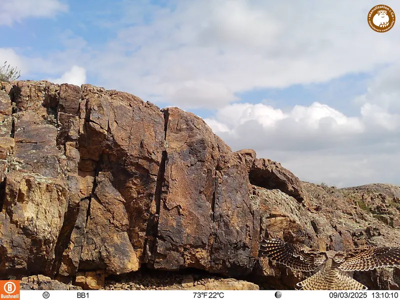 A photograph of Lesser kestrel from Aktas-Kunkora [new] camera trap