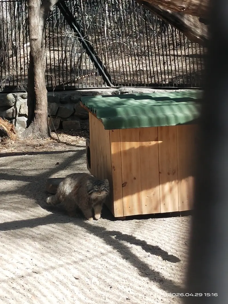 A photograph of Leon in Novosibirsk Zoo