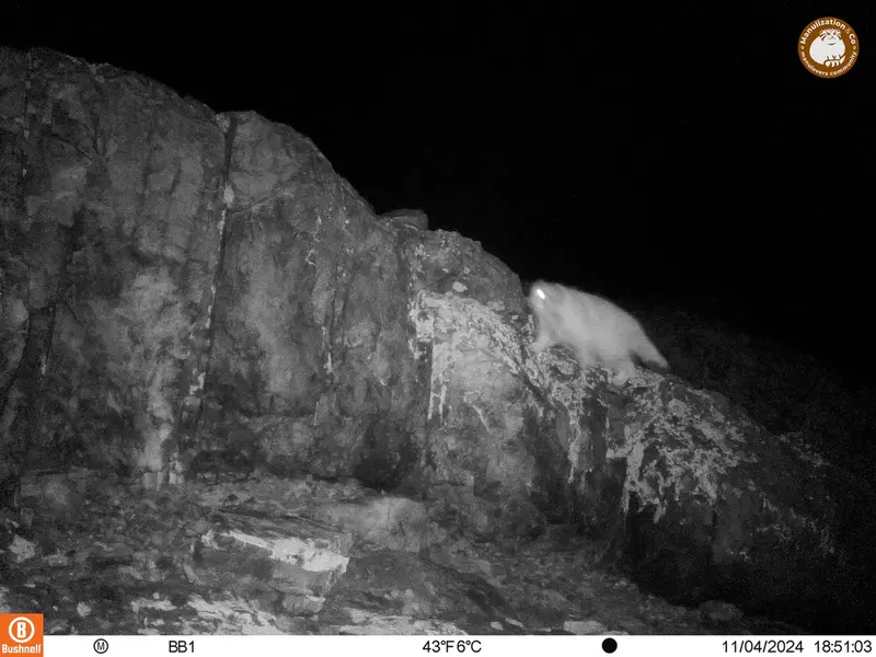 A photograph of Otocolobus manul manul from Aktas-Kunkora camera trap