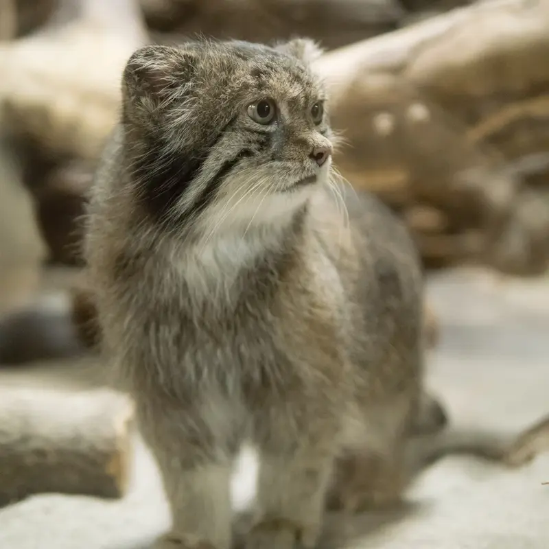 A photograph of Klyon in Ueno Zoological Gardens
