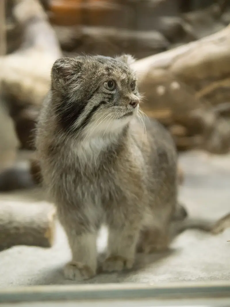 A photograph of Klyon in Ueno Zoological Gardens