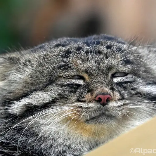 A photograph of Nar in Kobe Animal Kingdom