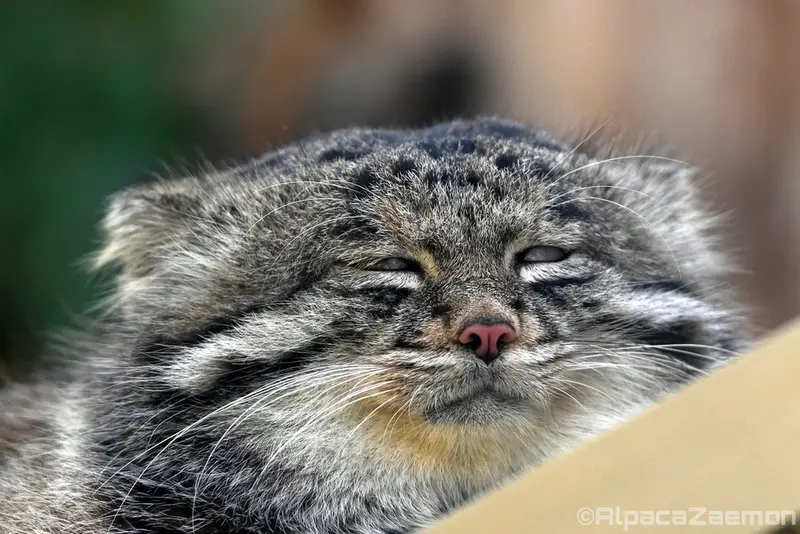 A photograph of Nar in Kobe Animal Kingdom