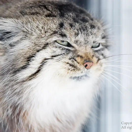 A photograph of a Pallas's cat in Potter Park Zoo