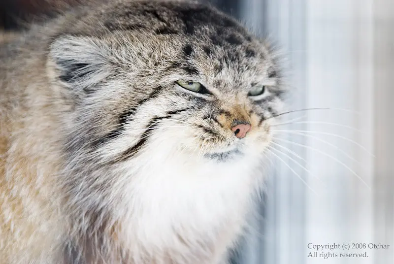 A photograph of a Pallas's cat in Potter Park Zoo