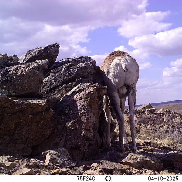 A photograph of Argali from Karashoky camera trap