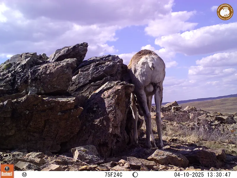 A photograph of Argali from Karashoky camera trap