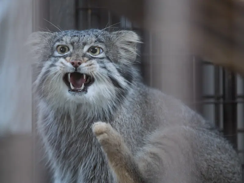 A photograph of Figa in Nogeyama Zoo
