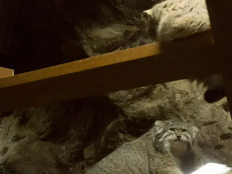 A photograph of a Pallas's cat