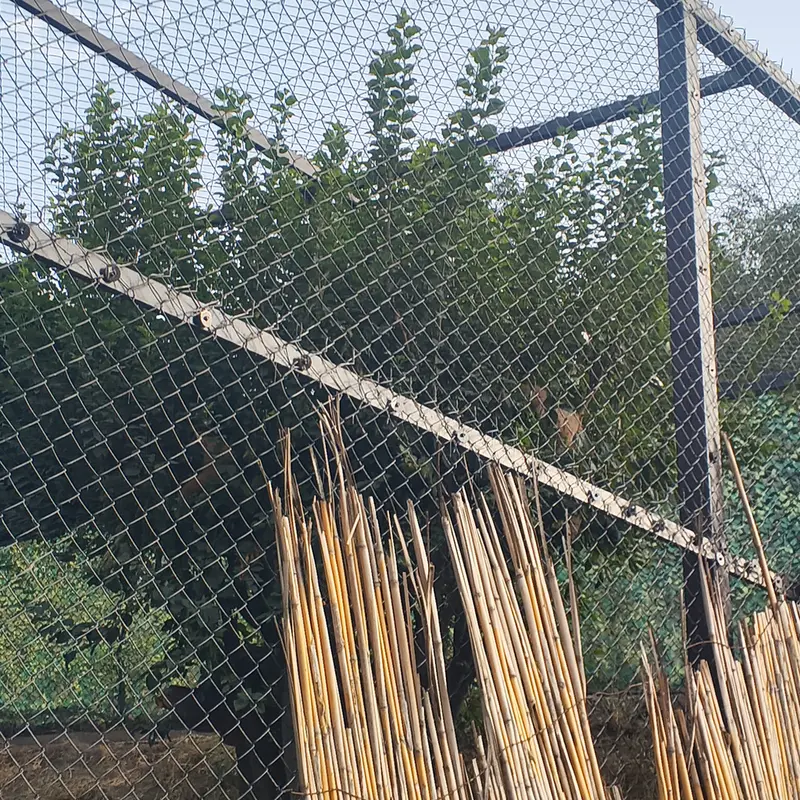 A photograph of Manó and Nanó in Yerevan Zoo