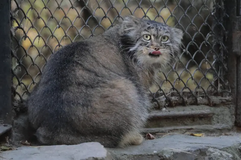 A photograph of Adele in Novosibirsk Zoo