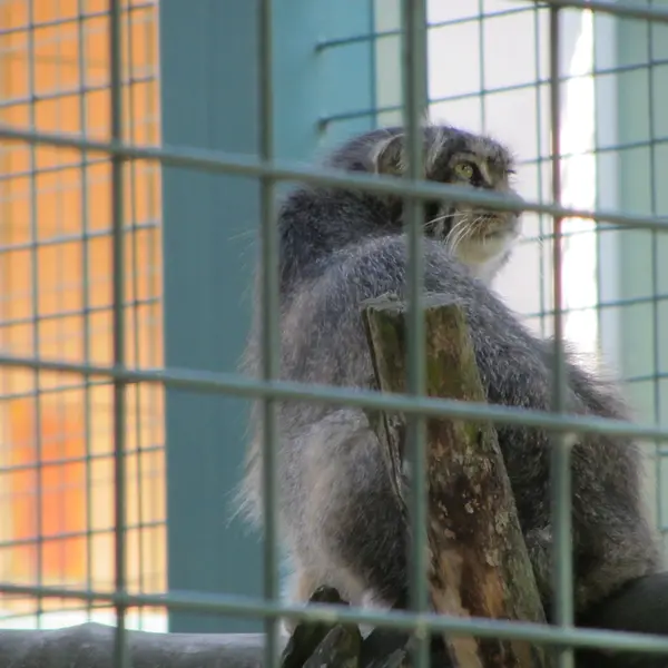 A photograph of a Pallas's cat in Tierpark Berlin