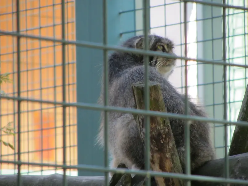 A photograph of a Pallas's cat in Tierpark Berlin