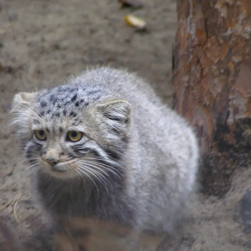 A photograph of a Pallas's cat in Novosibirsk Zoo