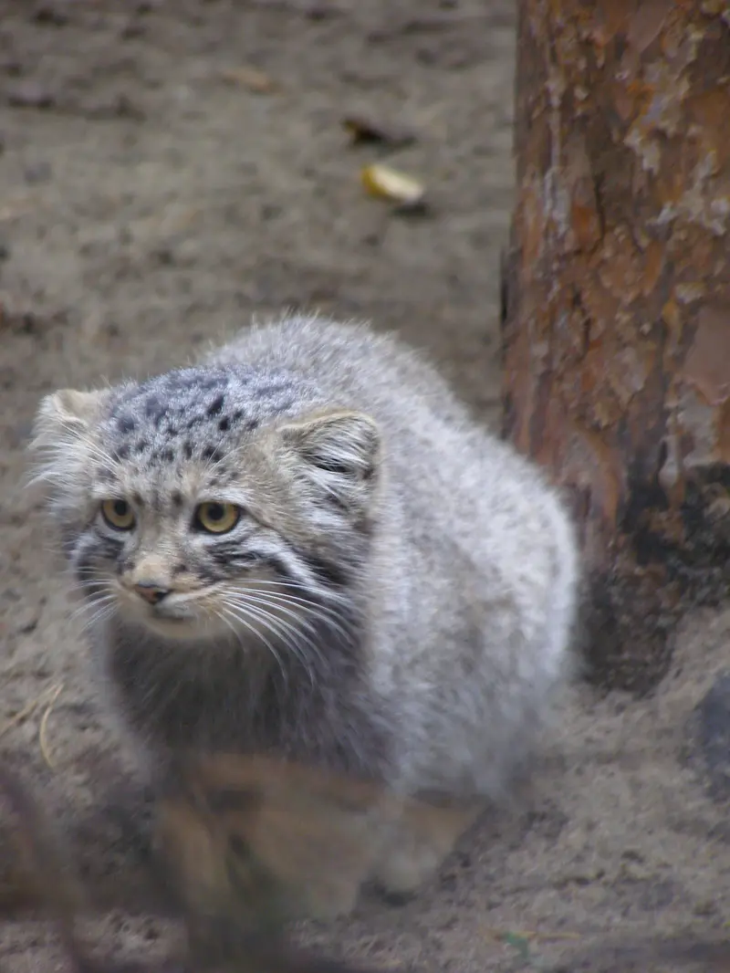 A photograph of a Pallas's cat in Novosibirsk Zoo