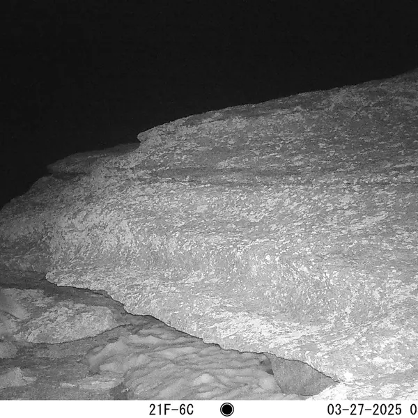 A photograph of Red fox from Bektauata 1 camera trap