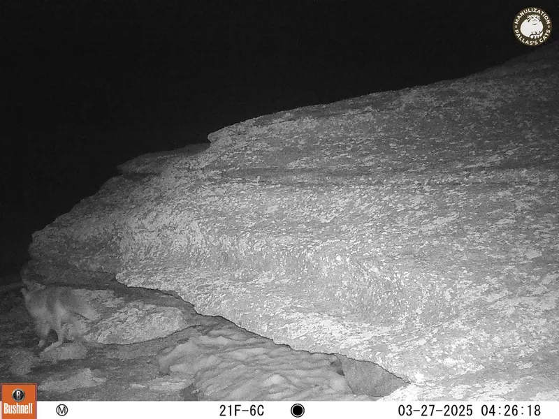A photograph of Red fox from Bektauata 1 camera trap