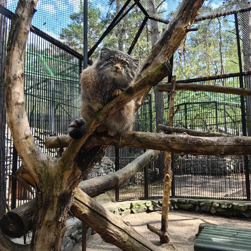 A photograph of Grey in Novosibirsk Zoo