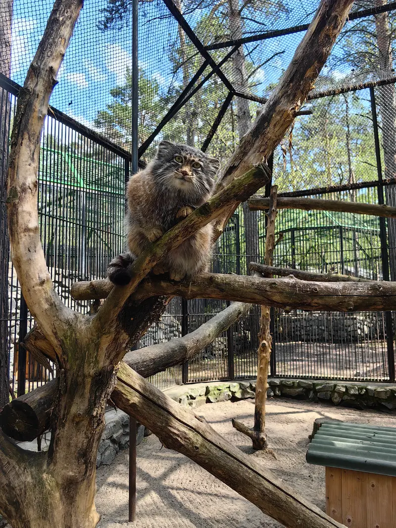 A photograph of Grey in Novosibirsk Zoo