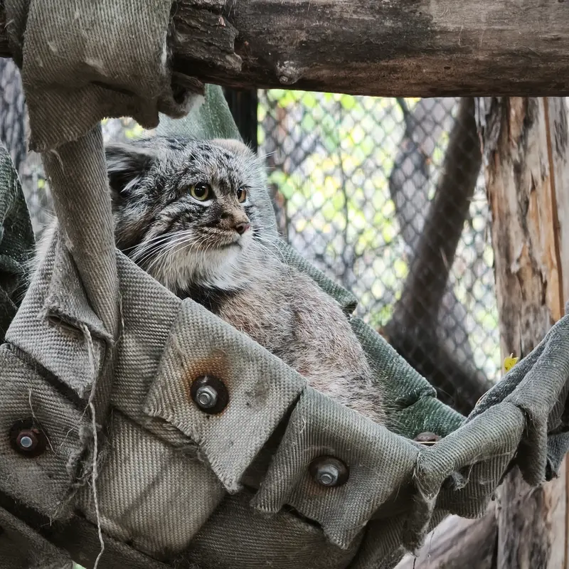 A photograph of a Pallas's cat in Novosibirsk Zoo