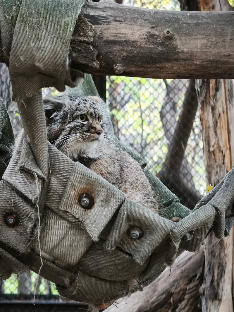 A photograph of a Pallas's cat in Novosibirsk Zoo