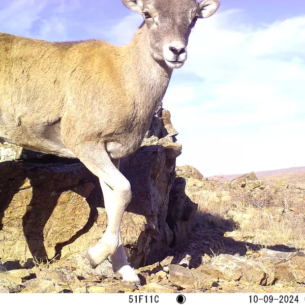 A photograph of Argali from Karashoky camera trap