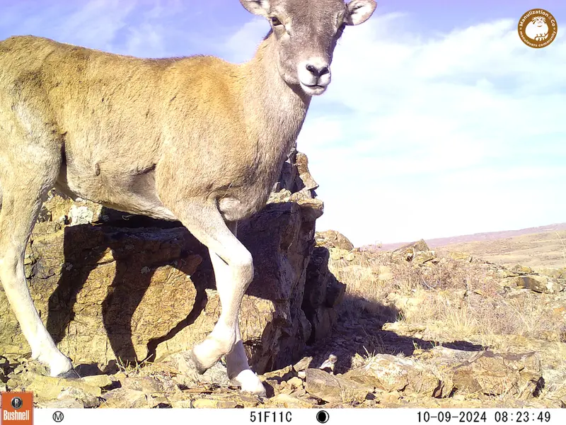 A photograph of Argali from Karashoky camera trap