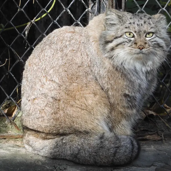 A photograph of Snezhana in Novosibirsk Zoo