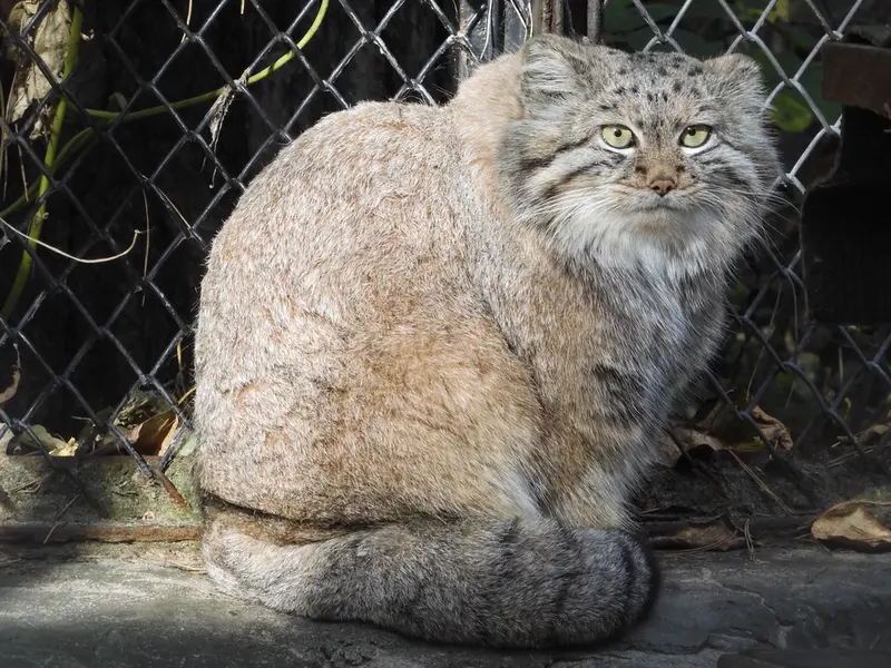 A photograph of Snezhana in Novosibirsk Zoo