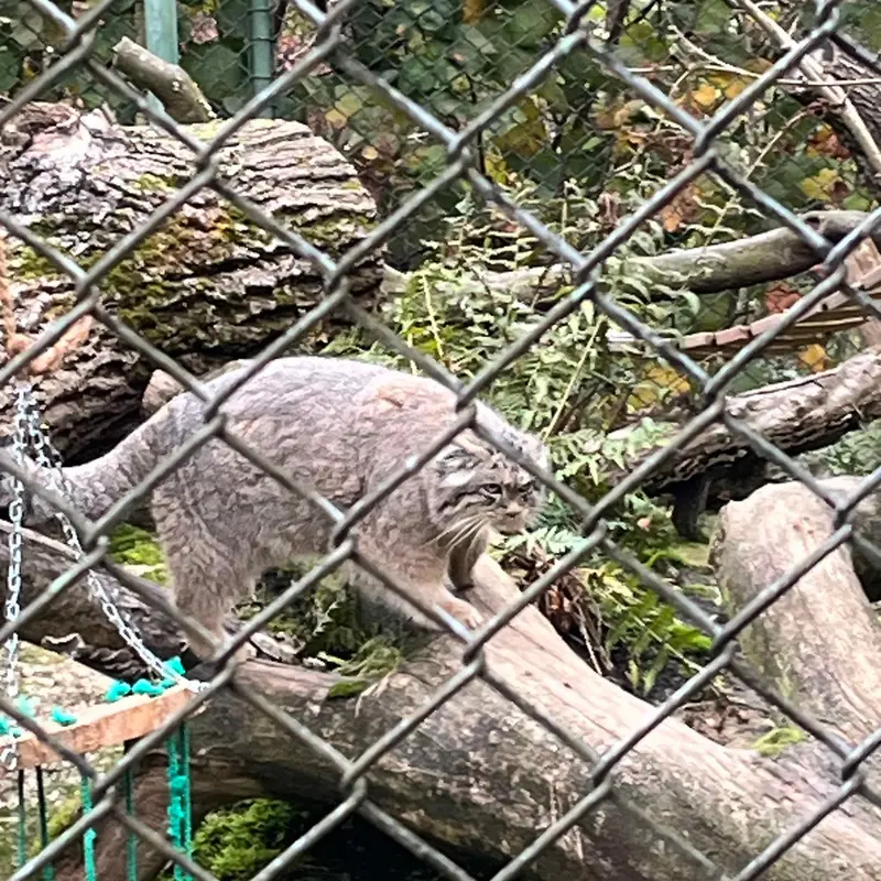 A photograph of a Pallas's cat