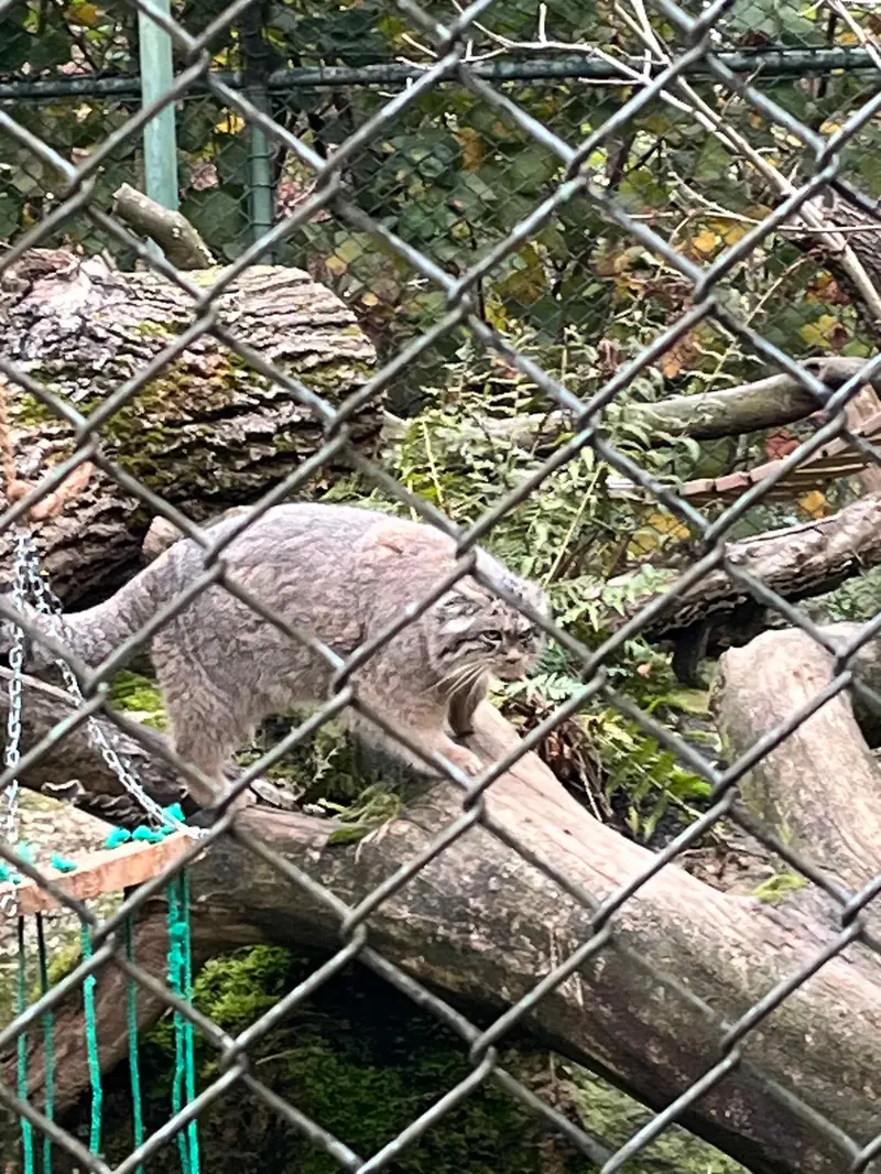 A photograph of a Pallas's cat