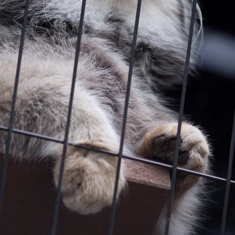 A photograph of Grusha in Asahiyama Zoo