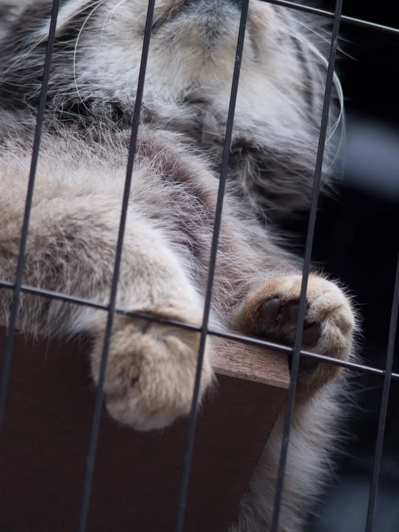 A photograph of Grusha in Asahiyama Zoo
