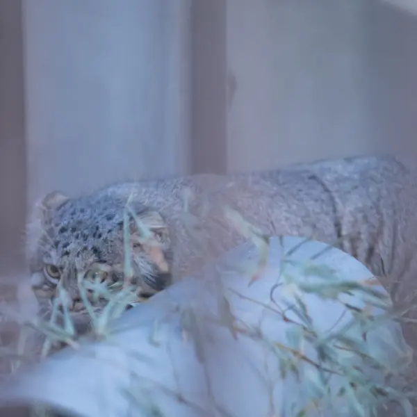 A photograph of Figa in Nogeyama Zoo