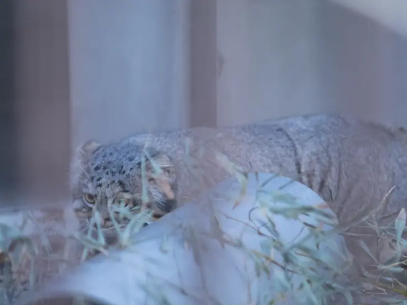 A photograph of Figa in Nogeyama Zoo