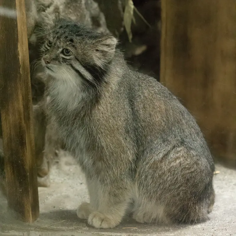 A photograph of Klyon in Ueno Zoological Gardens