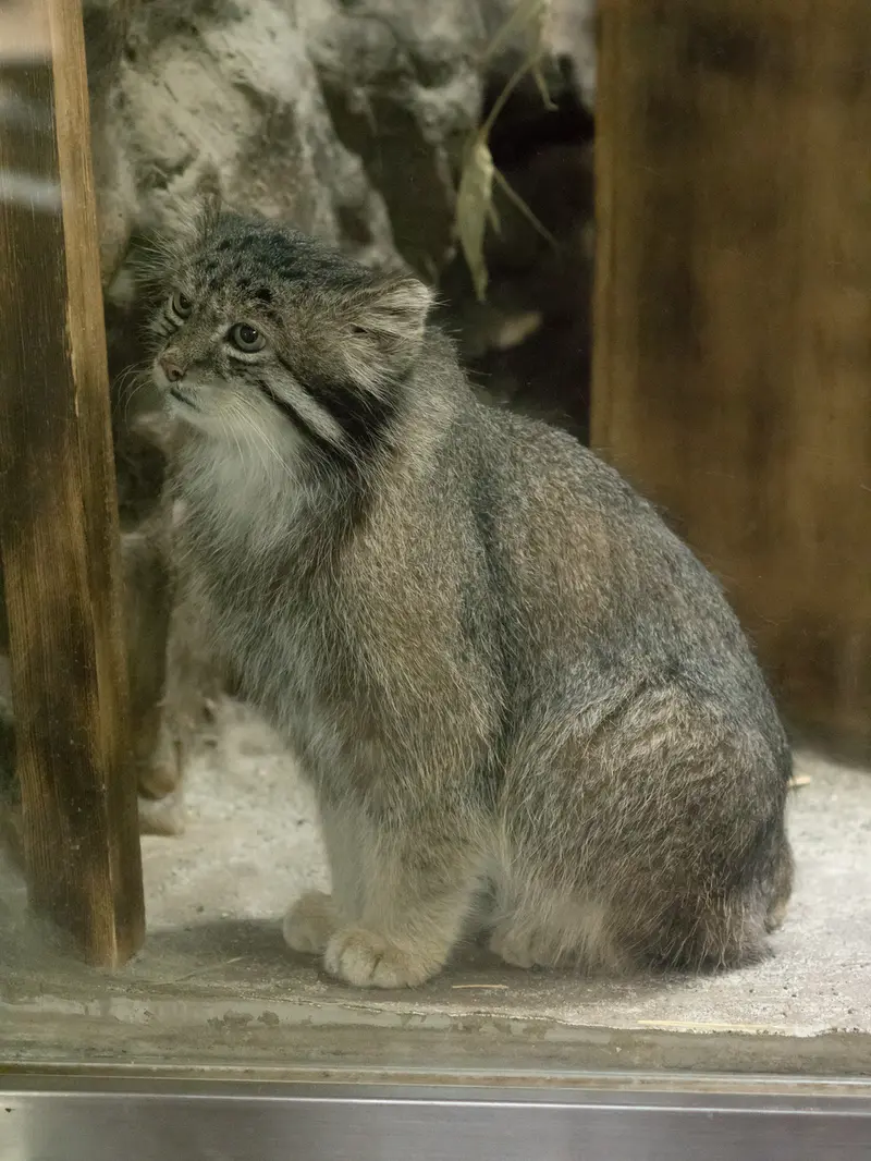 A photograph of Klyon in Ueno Zoological Gardens