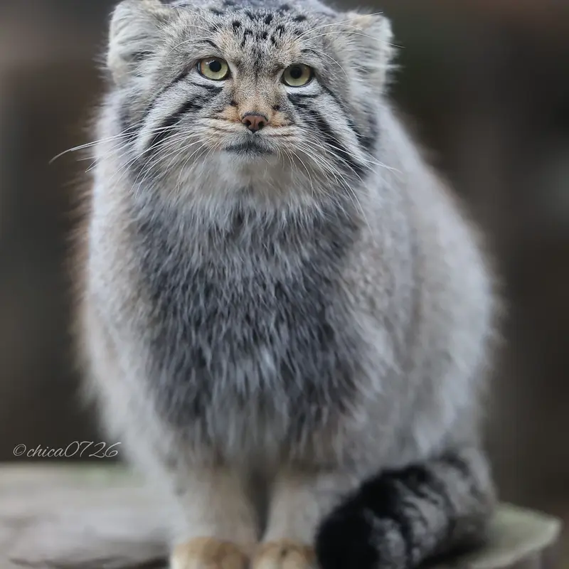 A photograph of Nagomu in Nasu Animal Kingdom