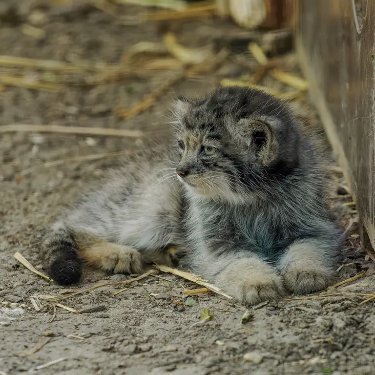 A photograph of a Pallas's cat in Brno Zoo