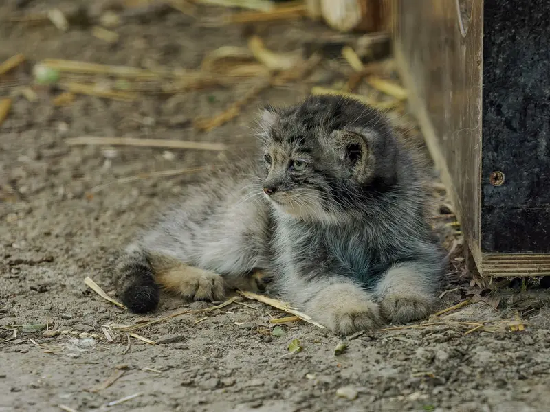 A photograph of a Pallas's cat in Brno Zoo
