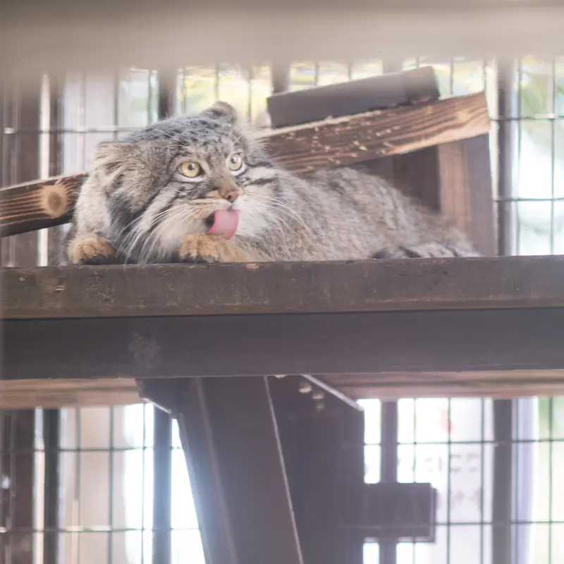 A photograph of Figa in Nogeyama Zoo